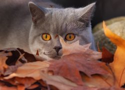 Kot brytyjski krótkowłosy wśród liści