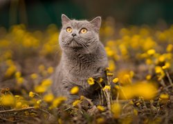 Kot brytyjski w kwiatkach