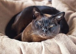 Brązowy, Kot burmski, Burmański