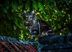 Kot na dachu pod drzewem
