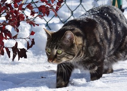 Kot, Spacer, Ogrodzenie, Śnieg, Zima