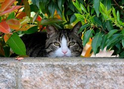 Kot pod liśćmi za murkiem
