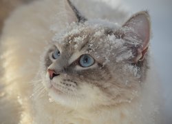 Kot przyprószony śniegiem