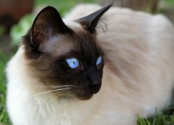 Kot syjamski, Ciemny, Pyszczek, Niebieskie, Oczy