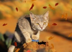 Kotek pośród spadających liści