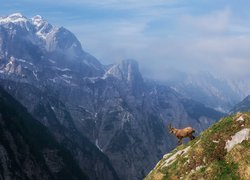 Koza górska na tle słoweńskiej góry Bovski Gamsovec