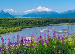 Stany Zjednoczone, Stan Alaska, Park Narodowy Denali, Góry, Kwiaty, Rzeka, Śnieg