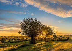Anglia, Park Narodowy New Forest, Łąka, Drzewa, Wschód słońca