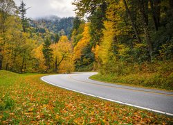 Jesień, Droga, Zakręt, Las, Kolorowe, Drzewa, Opadłe, Liście, Trawa, Góry, Park Narodowy Great Smoky Mountains, Stan Tennessee, Stany Zjednoczone