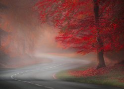Jesień, Droga, Drzewa, Czerwone, Liście, Mgła