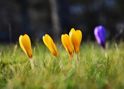 Wiosna, Kwiaty, Krokusy, Trawa