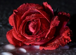 Krople deszczu na czerwonej róży