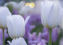 Kwiaty, Białe, Zroszone, Tulipany