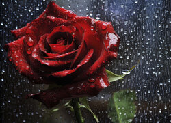 Krople na czerwonej róży i mokra od deszczu szyba