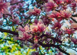 Krzew magnolii
