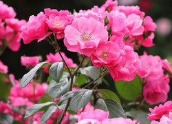 Krzew różowych róż