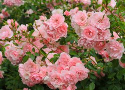 Krzew z gałązkami jasnoróżowych róż