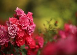 Krzew z różowymi różami na rozmytym tle