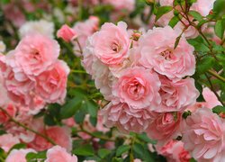 Krzew z różowymi różami w zbliżeniu