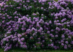 Krzewy fioletowego różanecznika