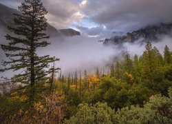 Krzewy i drzewa na tle gór we mgle w Parku Narodowym Yosemite