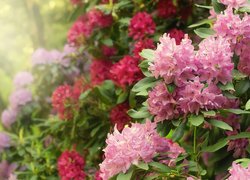 Kwiaty, Rododendrony, Różaneczniki, Listki