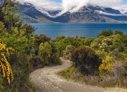 Krzewy przy drodze nad jezioro Wakatipu w Nowej Zelandii