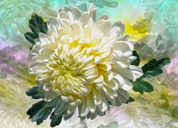 Kwiat białej chryzantemy