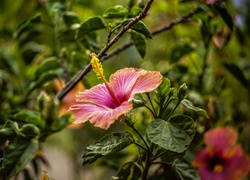 Kwiat hibiskusa na krzaczku z listkami