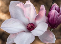 Różowy, Kwiat, Magnolia