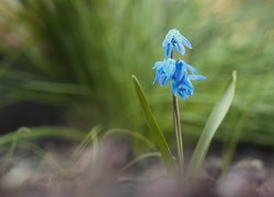 Niebieski, Kwiat, Cebulica