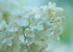 Kwiatki białego bzu