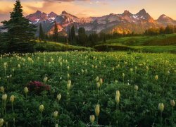 Kwiatowa łąka w Parku Narodowym Mount Rainier