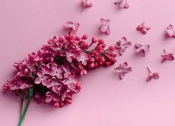 Kwiaty bzu na różowym tle