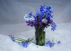 Bukiet, Niebieskie, Kwiaty, Cebulica, Miodunka, Szklanka