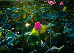 Kwiaty i liście lotosu w słonecznych promieniach