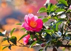 Kamelia japońska, Kwiat, Różowy
