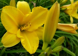 Kwiaty i pąki żółtego liliowca