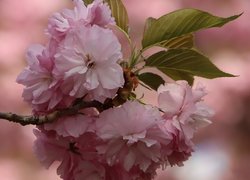 Kwiaty kwitnącej wiśni japońskiej