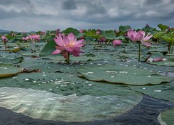 Kwiaty lotosu orzechodajnego
