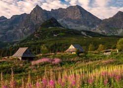 Kwiaty na łące i drewniane domy na Hali Gąsienicowej w Tatrach