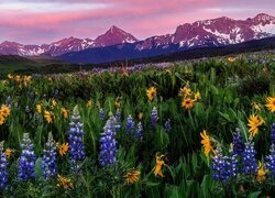 Stany Zjednoczone, Kolorado, Góry, San Juan Mountains, Mount Sneffels, Łąka, Kwiaty, Łubin