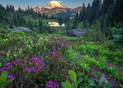 Kwiaty na łące na tle stratowulkanu Mount Rainier i jeziora Tipsoo Lake