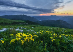 Kwiaty na łące na tle wschodzącego słońca nad górami