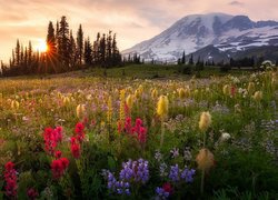 Kwiaty na łące w Parku Narodowym Mount Rainier