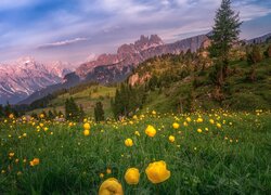 Kwiaty na łące z widokiem na Dolomity