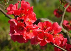 Kwiaty, Pigwowiec japoński, Gałązka