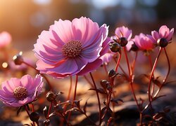 Kwiaty różowej kosmei w blasku słońca