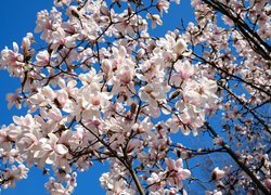 Kwitnąca magnolia na tle błękitnego nieba