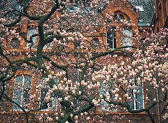 Kwitnąca magnolia na tle domu